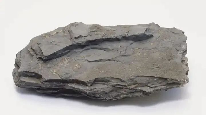 新品登場 | 頁巖石樺奴，獨家一比一復(fù)刻伯吉斯頁巖